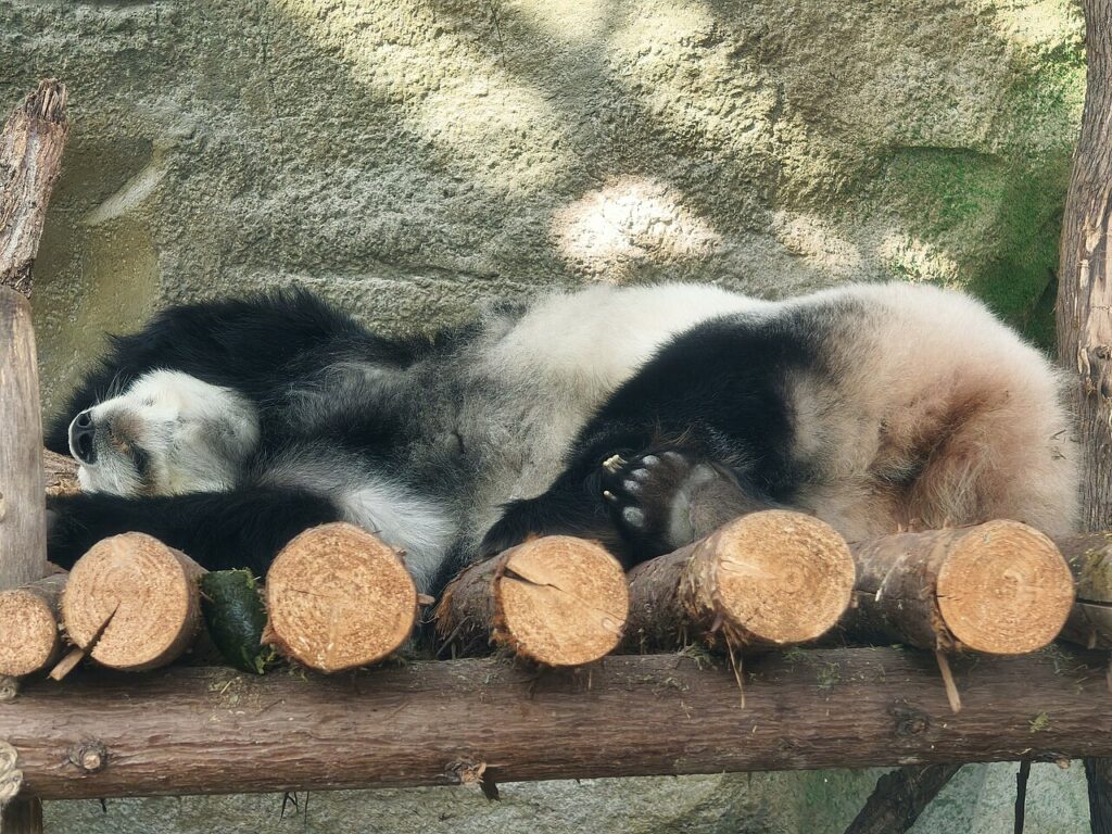 Panda gigante alla base di Chengdu
