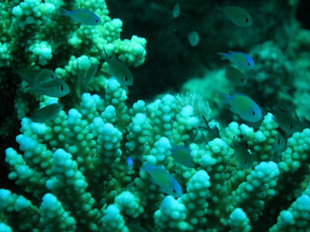 Barriera corallina vicino a Marsa Alam