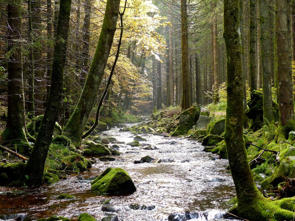 Bosco e torrente nella Foresta Nera vicino a Baiersbronn