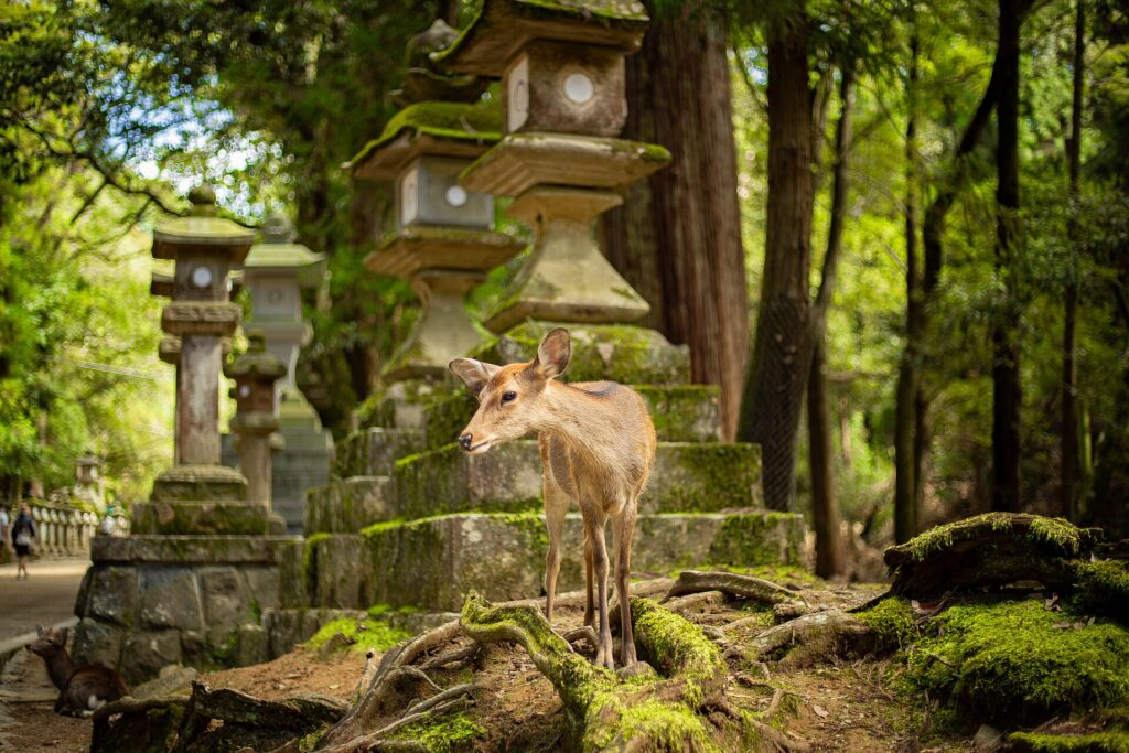 Cervo tra le lanterne di pietra nel parco di Nara