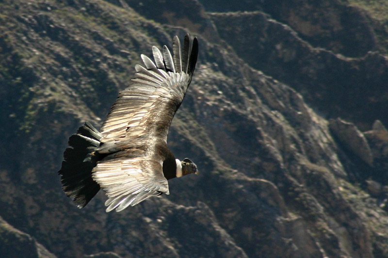 Condor in volo sopra il Canyon del Colca